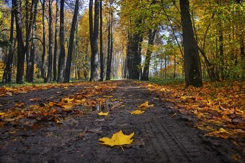 Верхняя аллея 8 золотая осень