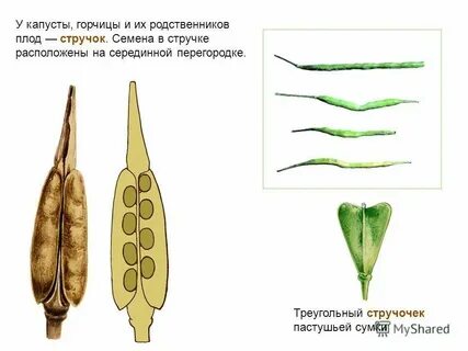 Плод стручок или стручочек какое семейство
