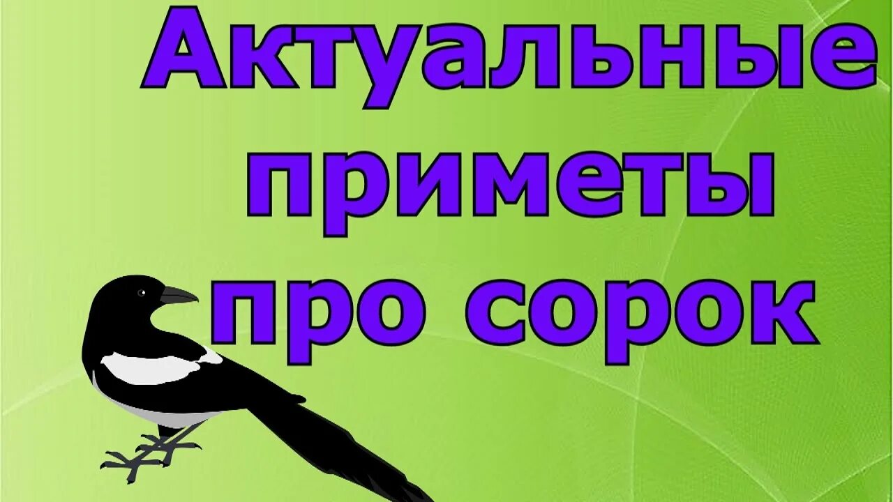 Сороки стучат. Сорока приметы. Народные приметы о птицах Сороках. Примета прилетела сорока. Суеверия сорока.