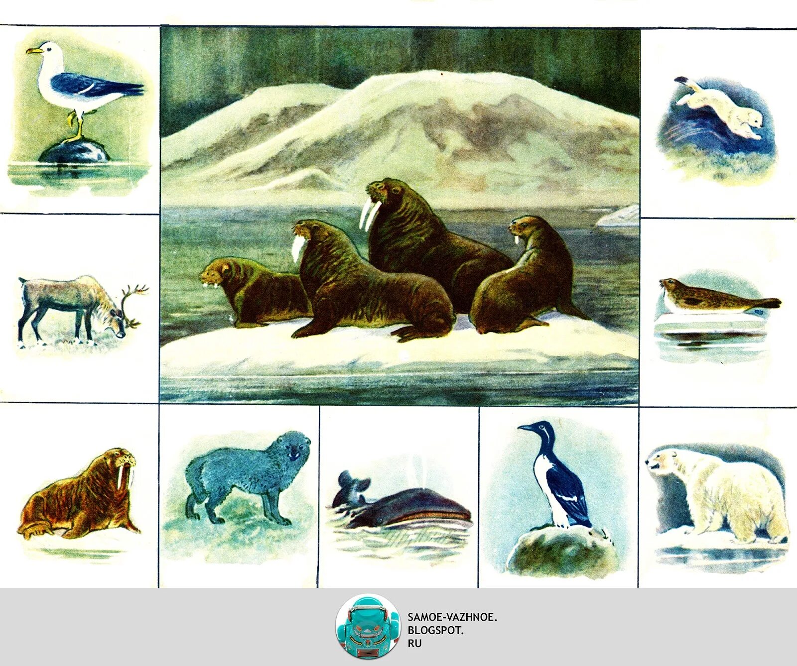 дидактическая игра животные севера. теневое лото для детей. пазл геодом европа политическая (4607177452159), 260 дет. животные севера для детей. животные холодных стран.