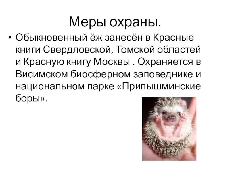 Почему еж занесен в красную книгу. Обыкновенный еж занесен в красную книгу. ёж обыкновенный красная книга свердловской области. ежик занесен в красную книгу свердловской области. красная книга свердловской области еж.