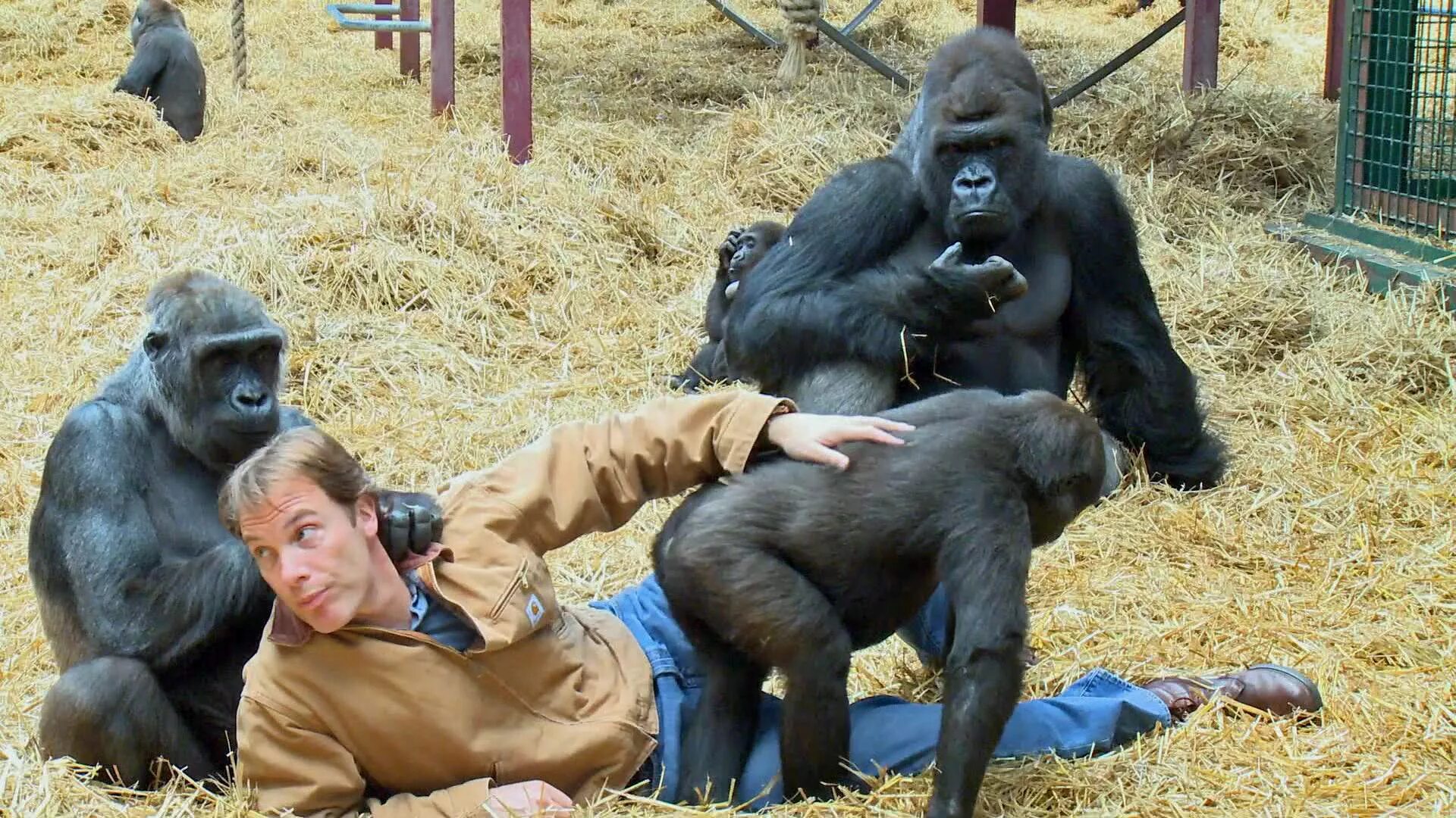 горилла обои. гориллы пришли на помощь к человеку. горилла в джунглях. зоопарк брукфилд 1996 горилла. в 1996 году в зоопарке брукфилд.