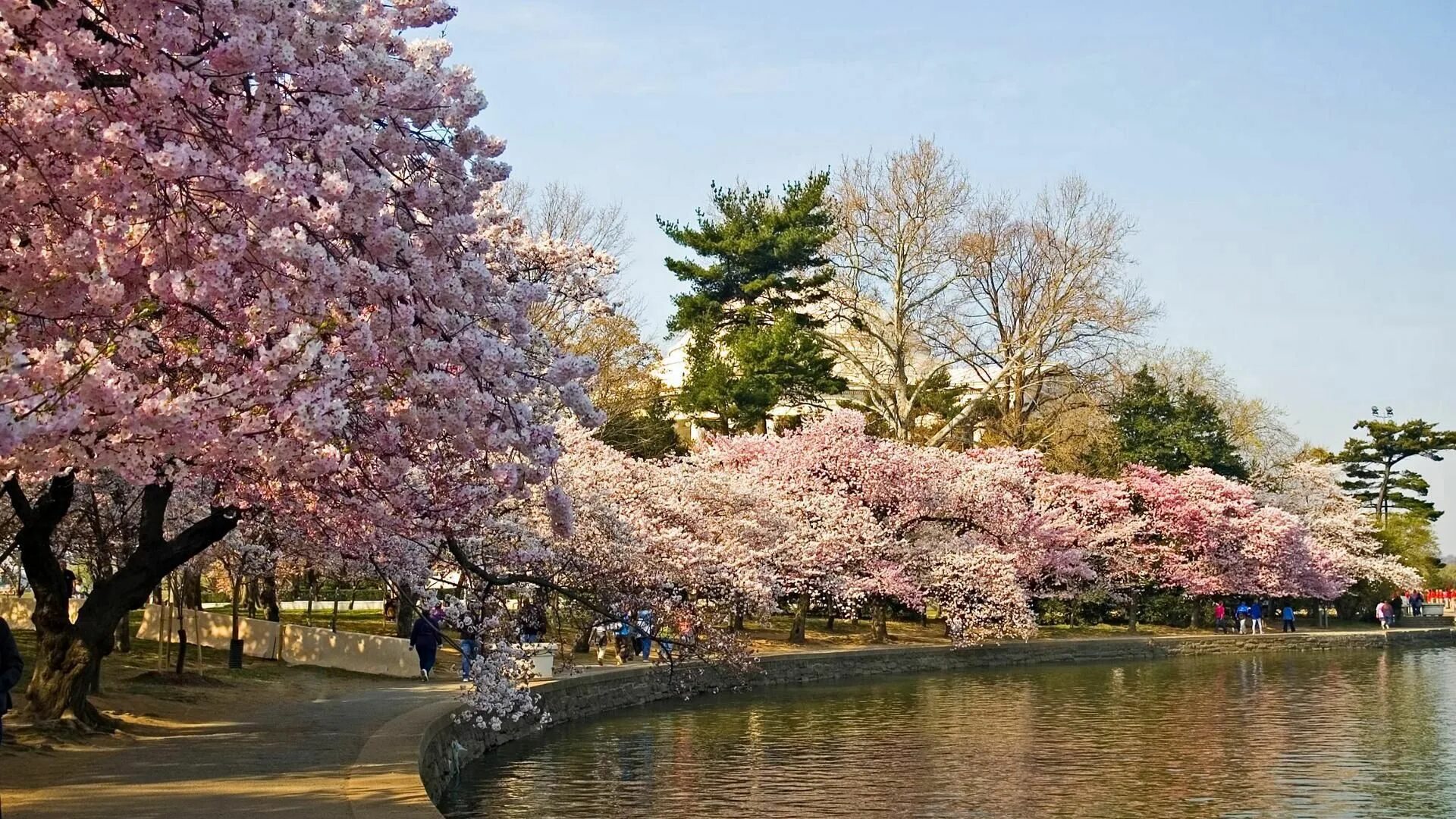 Ботанический сад Петра Великого Сакура. Черри блоссом дерево. Сакура черри блоссом дерево. Цветущая Сакура в Японии сад. Сакура остров