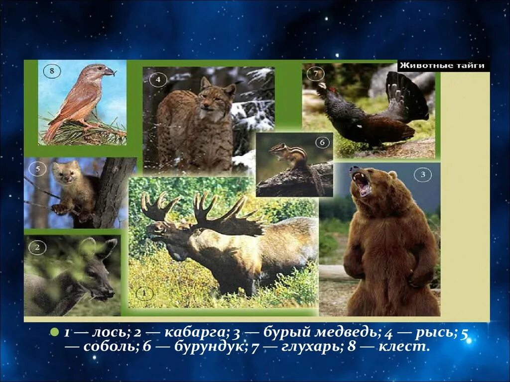 В какой природной зоне живет лось. Тайга европейская часть России животный мир. Обитатели тайги. Обитатели зоны тайги. Зона тайги животный мир.