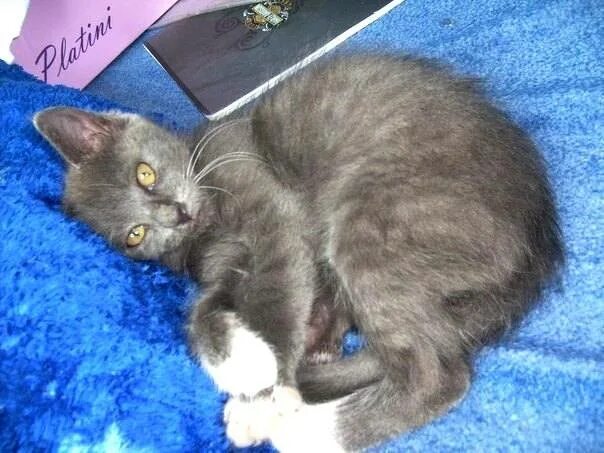 шерстка у котенка дымчатая