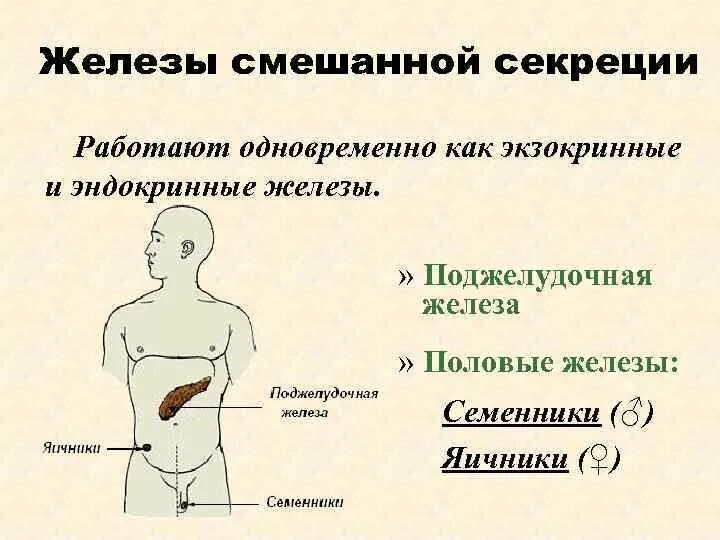 Эндокринная система смешанная секреция. Железы внешней и смешанной секреции. Эндокринная экзокринная смешанная секреция. Эндокринная система внешней секреции. Железы смешанной секреции имеют протоки