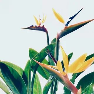 Plants 2015