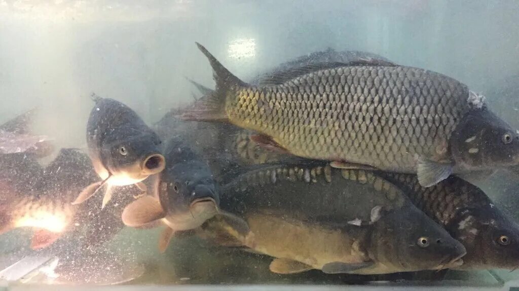 Как выглядит живая рыба. Вобла рыба живая. Хек мерлуза. Мерлуза европейская хек. Как выглядит живая рыба.