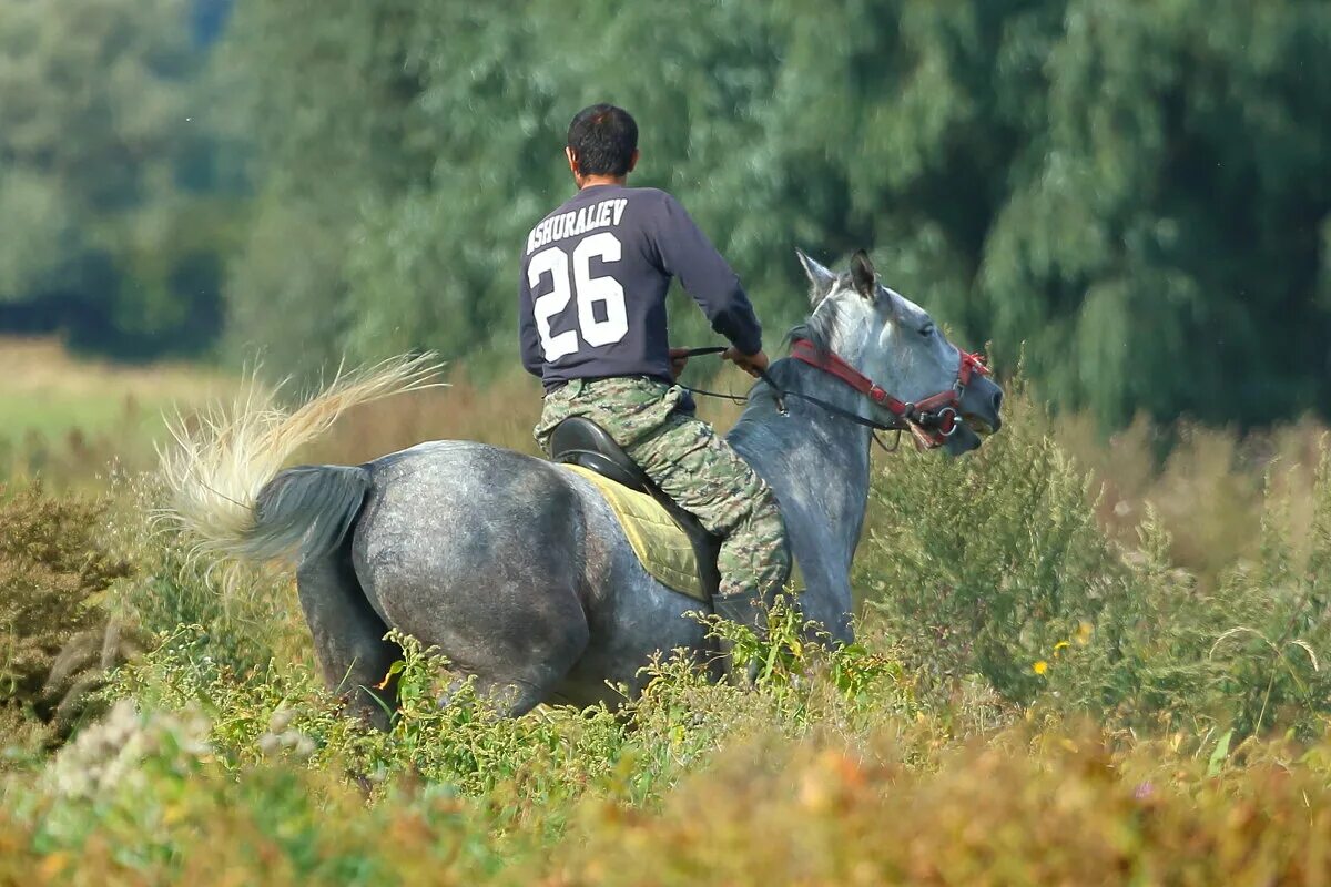 Наездник фф