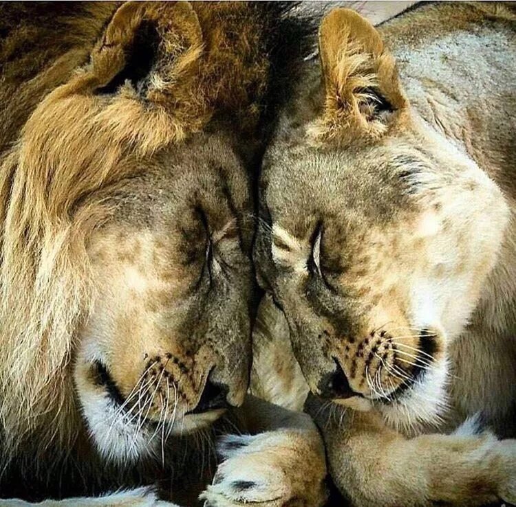 Loving lions