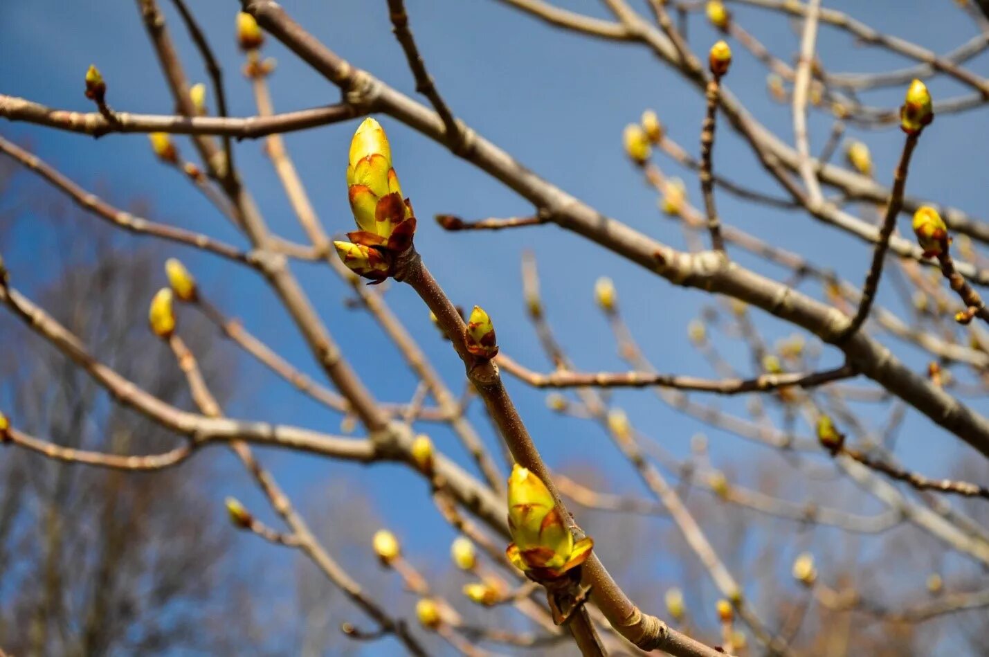 набухают почки на деревьях. почки на деревьях весной. набухшие почки каштана. черёмуха почки на побеге. почки и листочки на деревьях весной.
