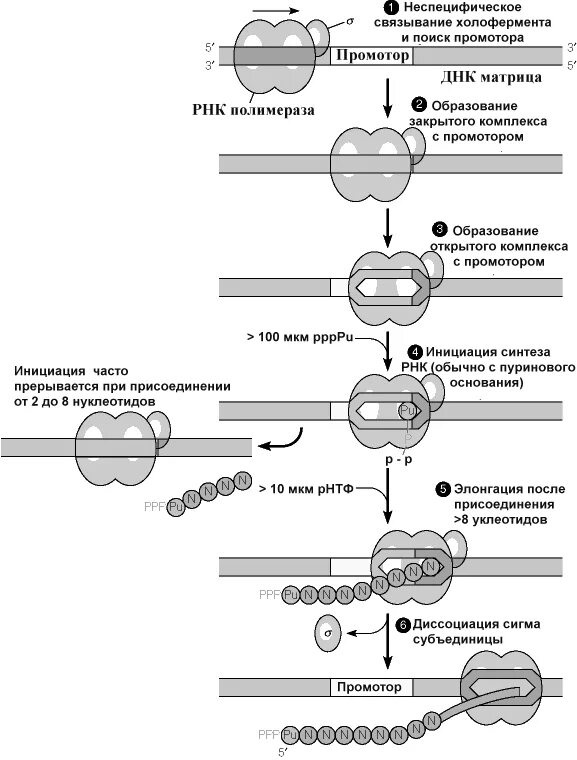 Инициация РНК полимеразы. Связывание РНК полимеразы с промотором. ДНК полимеразы эукариот. Промотор в репликации.