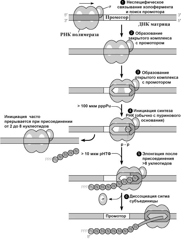 Промотор рнк полимеразы 3. Инициация РНК полимеразы. Связывание РНК полимеразы с промотором. ДНК полимеразы эукариот. Промотор в репликации.