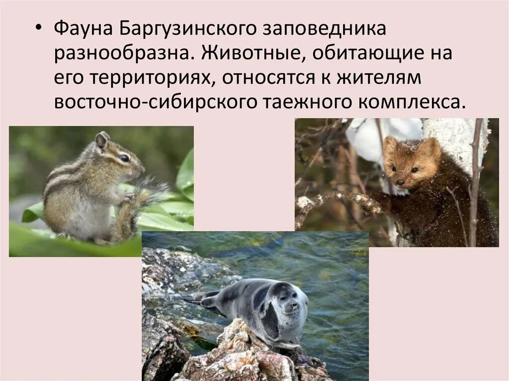В каком заповеднике обитает соболь - блог Санатории Кавказа