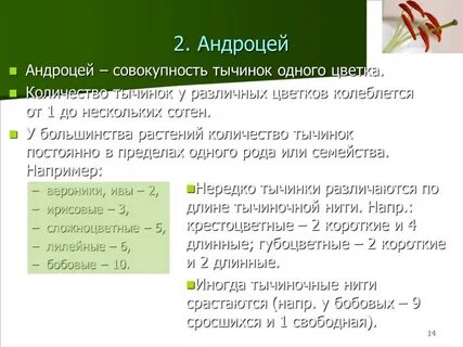 Андроцей