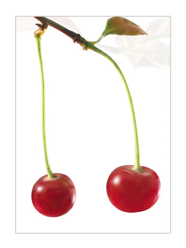 Как правильно вишенка. Как правильно вишенка. Вишенка или. Как правильно вишенка. Как правильно вишенка.