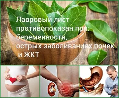 Лавровый лист для выкидыша