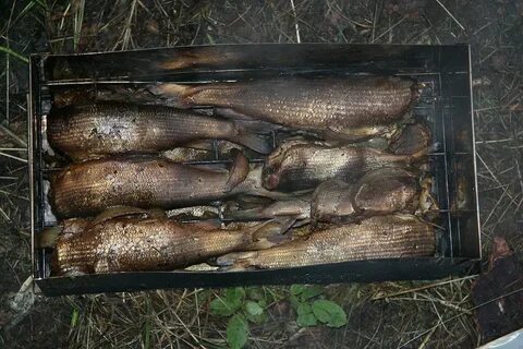 Коптильня для рыбы горячего копчения
