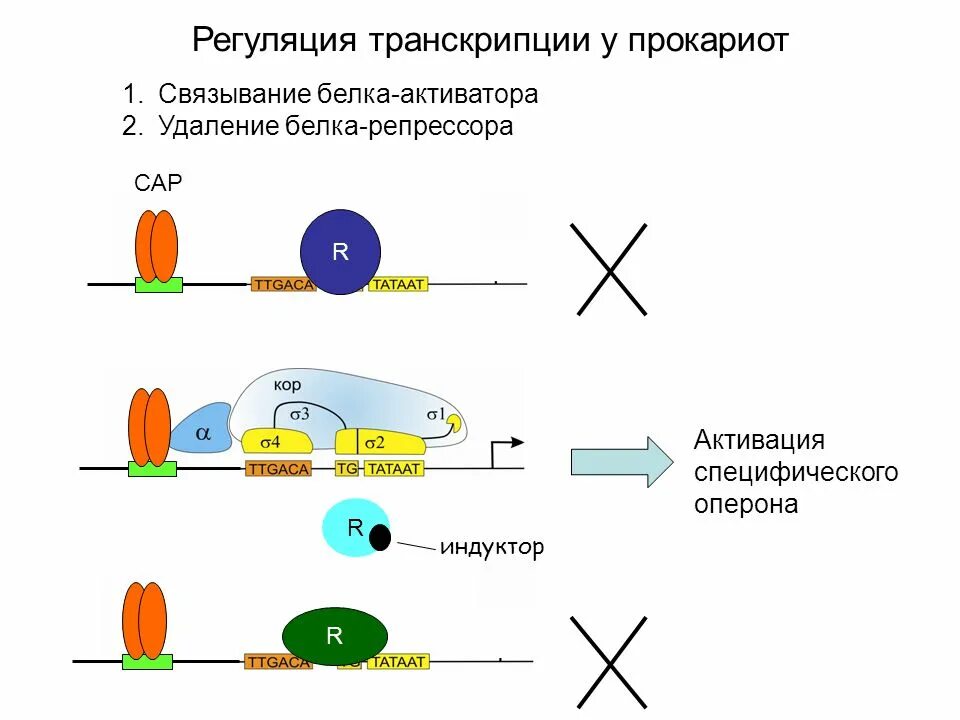 Инициация у прокариот. Белки репрессоры и активаторы. Белок индуктор активатор это. Инициация транскрипции у прокариот. Активация транскрипции у прокариот.