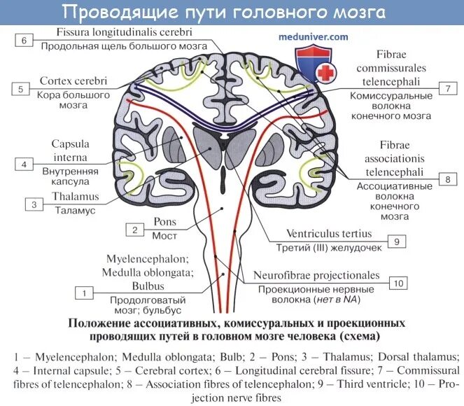 Проводящие системы головного мозга. Ассоциативные комиссуральные и проекционные волокна. Проекционные комиссуральные ассоциативные волокна коры. Комиссуральные проводящие пути головного мозга. Проводящие пути белого вещества головного мозга и спинного.