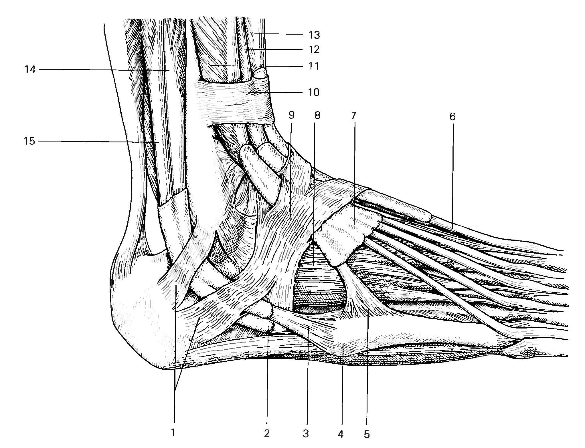 Голеностопный сустав это. Голеностопный сустав анатомия строение. Голеностопный сустав анатомия латеральная лодыжка. Сухожилия голеностопного сустава анатомия. Сумка Грубера голеностопный сустав.