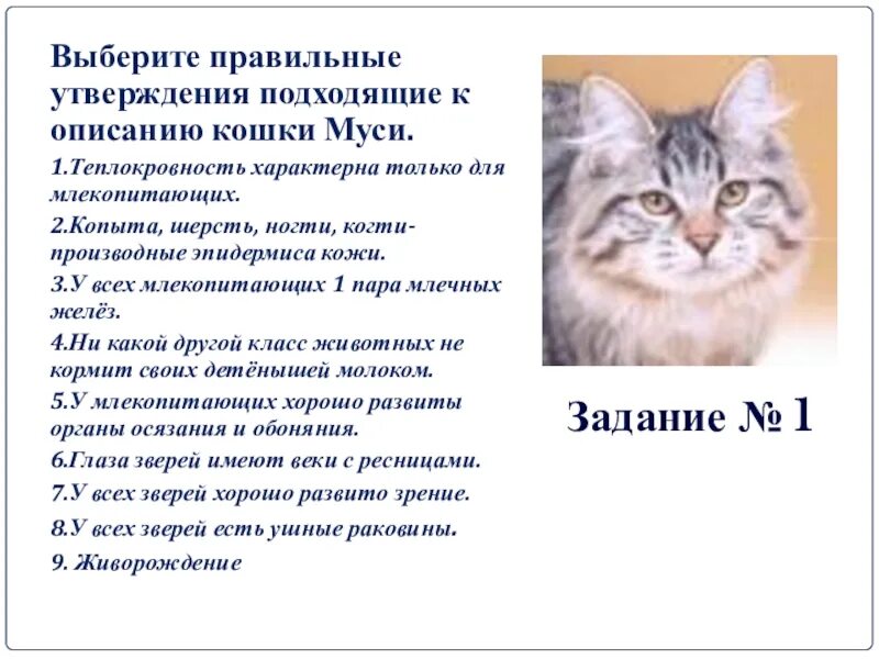 Описание кошки 5 класс русский язык. Рассказ про кошку Мусю. План описания кошки. Описание кошки сочинение. Как правильно описать кошку.