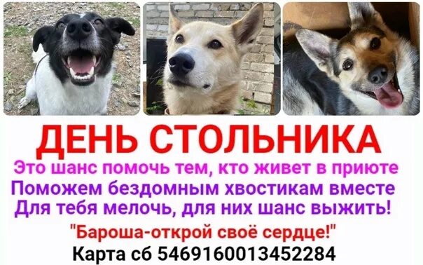 Как звали стольника который в 1673 году. День стольника. день стольника для бездомных животных. день стольника в приюте. день стольника фото.