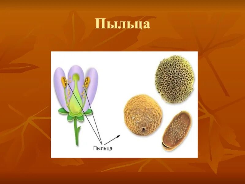 Появление пыльцы. Пыльца. Пыльца растений. Пыльца цветковых растений. Строение пыльцы цветка.