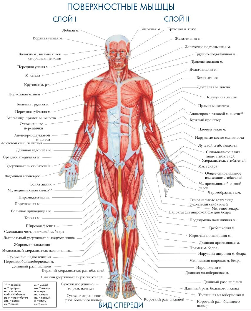Название организма человека. Мышечная система схема строения. Человек мышцы анатомия система. Атлас анатомия человека мышечная система.