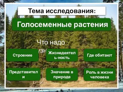 Места обитания голосеменных