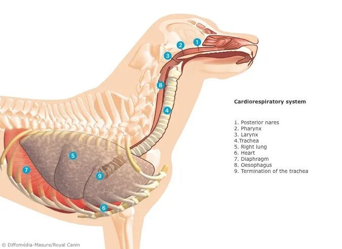 Дыхательная система собаки. Анатомия собаки трахея и пищевод. Гортань собаки анатомия.