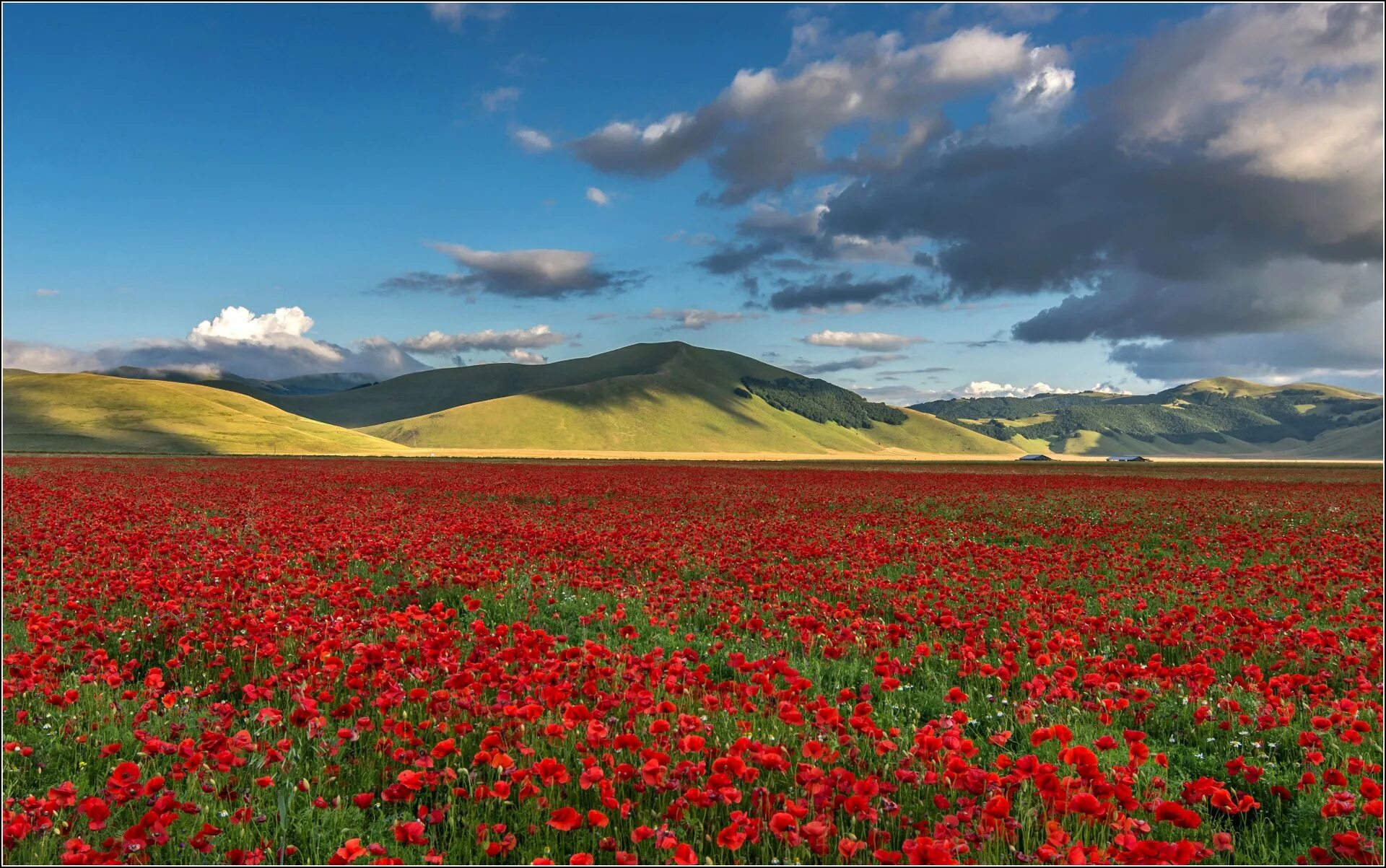 Киргизия в мае. Чуйская Долина маки. Маковые поля в Киргизии. Тянь Шань Киргизия маки. Киргизия Чуйская Долина.