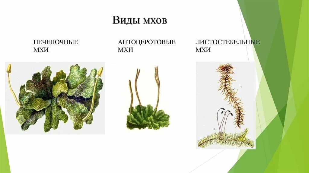 3 примера растений мхи. Представители мохообразных растений. Разновидности мхов. Мхи названия. Видовое разнообразие мха.