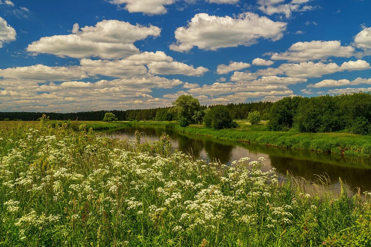 Оздоровительный комплекс клязьма. Растения и животные реки клязьма. Растение клязьма. Животные реки клязьмы. Растение клязьма.