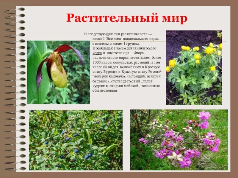 Растения и животные красной книги республики бурятия. Растительный мир бурятии. растения красной книги бурятии. растительный мир бурятии презентация. красная книга бурятии растения и животные.