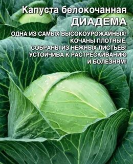 Сорт диадема капуста