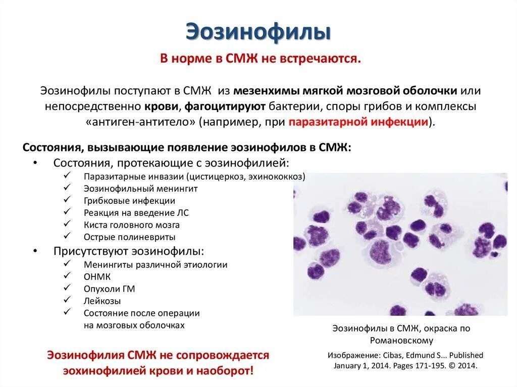 Низкие эозинофилы в крови