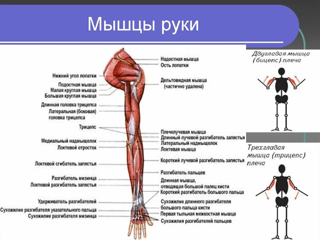 Основные мышцы рук