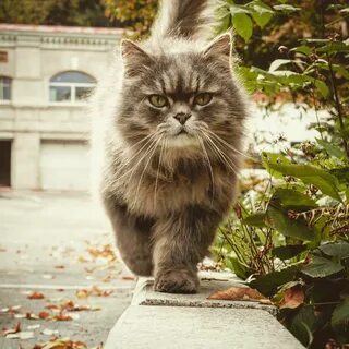 Какой 3 кота идет