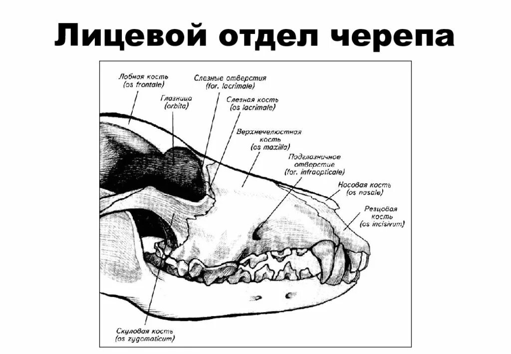 Соединение костей черепа млекопитающих. Строение костей черепа собаки. Кости мозгового отдела черепа собаки. Лицевой отдел черепа собаки. Кости лицевого отдела черепа собаки.