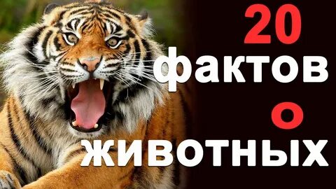 4 факта о животных