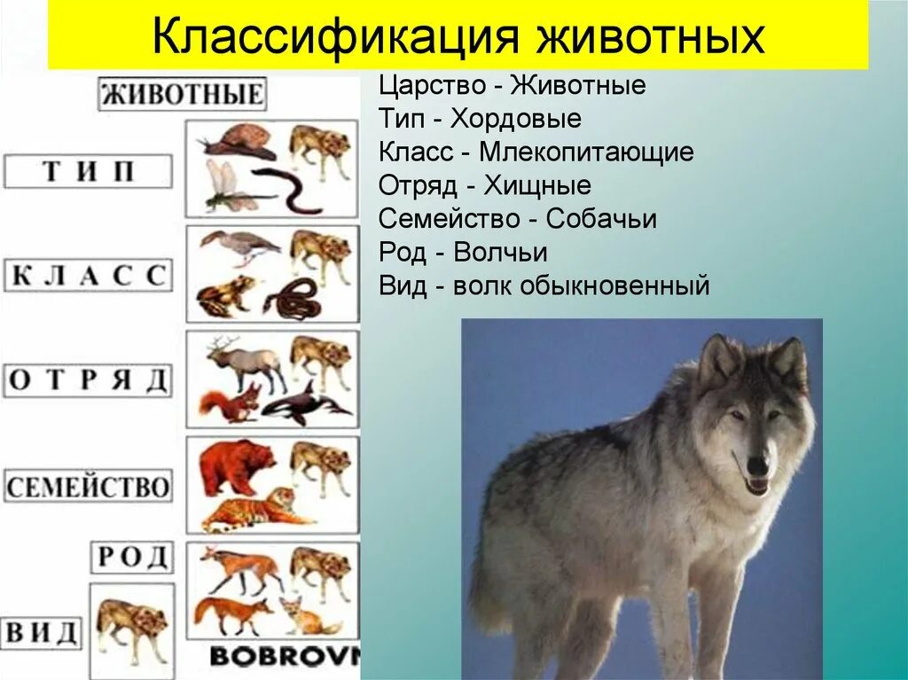 Классификация животных окружающий мир 3 класс. Систематика животных Тип класс. Волк царство Тип класс отряд семейство род вид. Систематика отряда Хищные. Классификация волка.