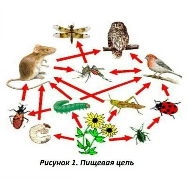 Пищевая цепь с личинкой поденки. Растения в трофической цепи. Трофическая пищевая сеть из 20 трофических. Цепочка питания биология 5. Биология 5 пищевые Цепочки..