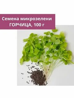 Семена микрозелени горчицы