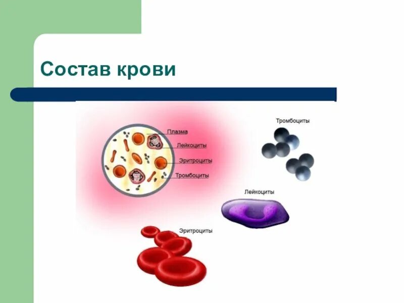 Эритроциты лейкоциты тромбоциты что это. Эритроциты лейкоциты тромбоциты. эритроциты лейкоциты тромбоциты таблица.
