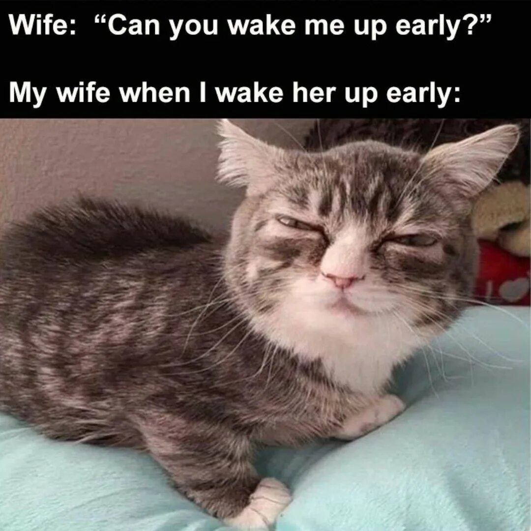 When you wake up next to him. Wake up meme. котик winky. early cat. wake up мем.