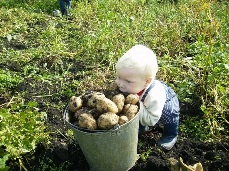 Приму картошку. Картошка для детей. Картофель в огороде. Сбор картофеля на огороде. Картошка для детей на огород.