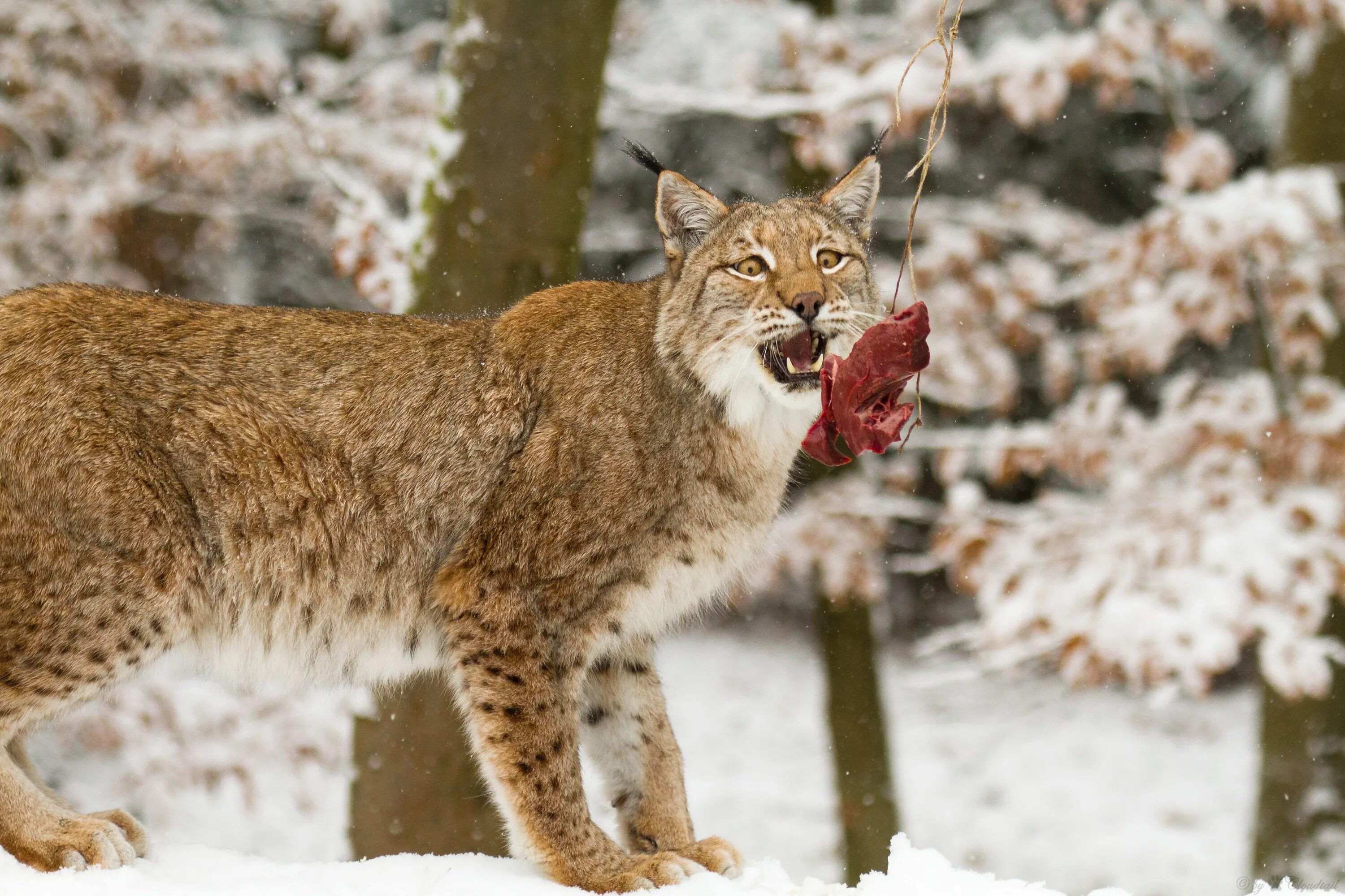 Мясо рыси. Обыкновенная Рысь. Обыкновенная Рысь России. Lynx Lynx. Lynx Lynx Linnaeus, 1758.