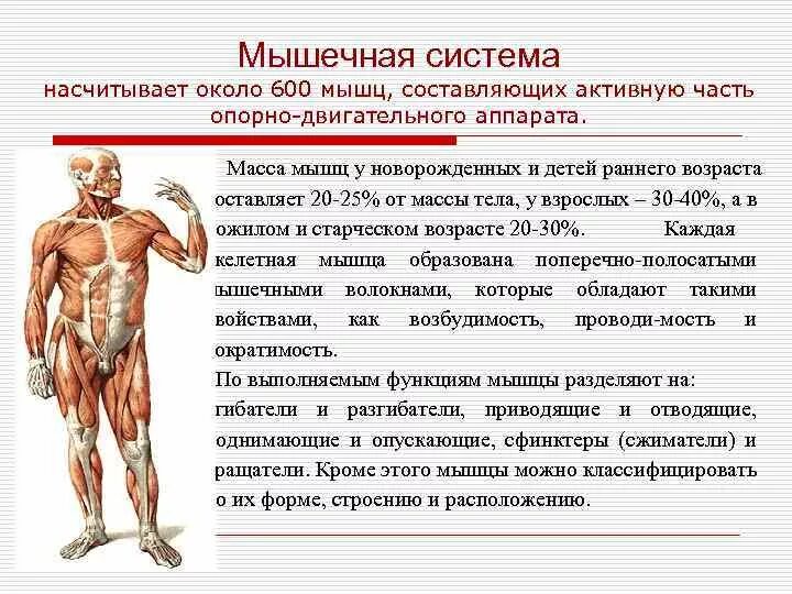 Основные мышцы для развития. Мышцы человека кратко. Анатомия мышечной системы. Мышцы мышечная система. Мышечная система человека анатомия и физиология.