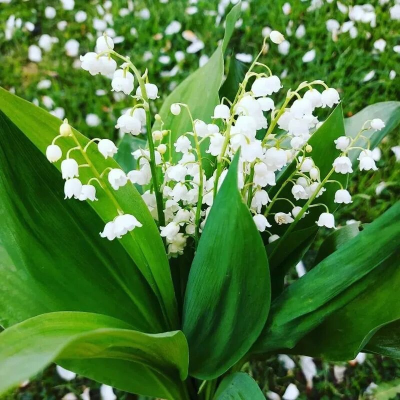 тюльпаны ландыши. весенние цветы ландыши. цветы ландыши. картинки ландыши красивые. букет ландышей.